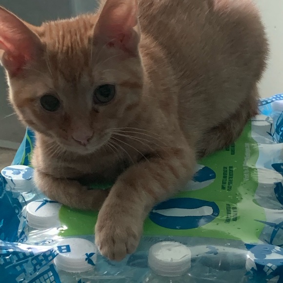 Meet your Posher, Liz - Picture 1 of 1